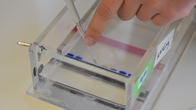 Close up photo of a clear acrylic box containing liquid with the tip of a micropipette guided by an index finger.