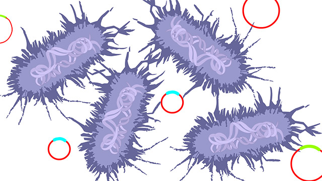 graphic of 4 blue e.coli bacteria encasing DNA with circular palsmid rings around them