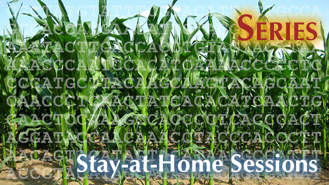 Photo of green leafed corn plants in soil with sequence of DNA nucleotide letters overlaid