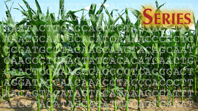 Photo of green leafed corn plants in soil with sequence of DNA nucleotide letters overlaid