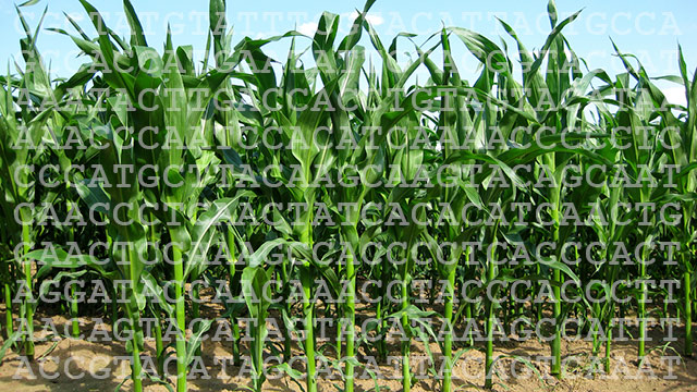 DNA sequence with A, T, C, and G and Corn fiel 