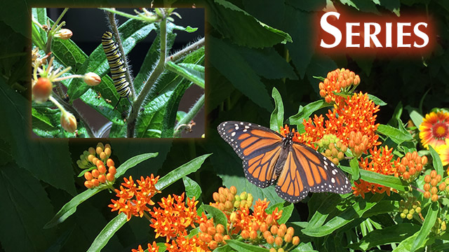 Photograph of orange-flowering milkweed plant and an orange and black Monarch Butterfly. Photo inset is closeup of milkweed stem with a Monarch black, white, and yellow-striped caterpillar.