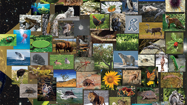 Digital montage of about 35 photos of living things including species such as lion, turtle, whale, human, amoeba, lady bug, sunflower, etc