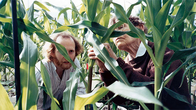 A bearded man and an elderly woman look closely at a corn stalk leaf from with in several stalks.