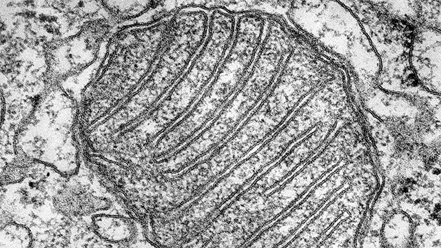 Grayscale microscope image of a mitochondrion; oval maze-like shape.