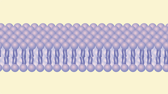 Simple illustration of a cell membrane composed of two layers of many spheres with tendrils facing inward