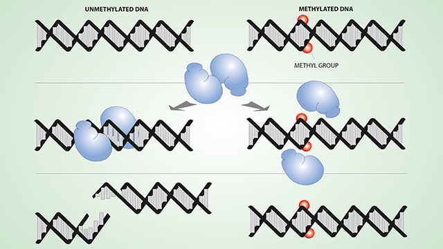 Two sided schematic illustrating umethylated and methylated DNA and how methyl groups block restriction enzymes from binding and cutting DNA.