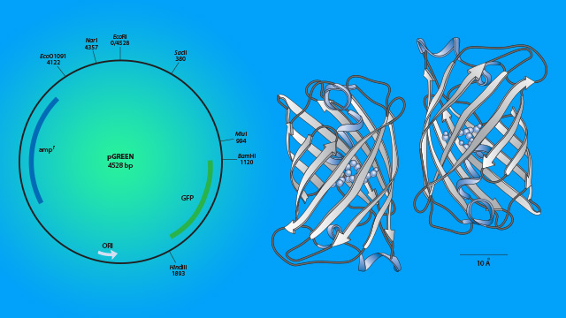 Circular representation of pGreen plasmid next to 2 3d renderings of green fluorescent protein on a green to blue background