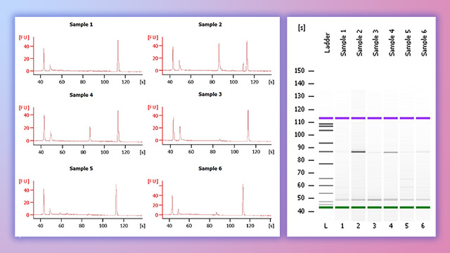 DNA profiling — Science Learning Hub