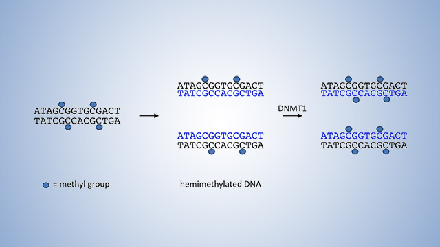 Simple graphic of short sequences of DNA nucleotide letters