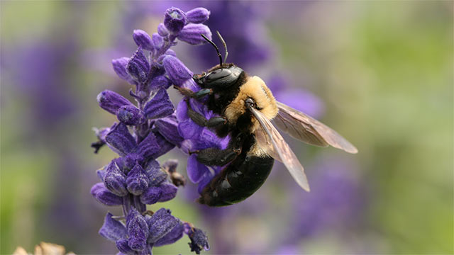 Closeup photo of a large bee on the tip of a purple lavendar flower stem in front of a blurry background.