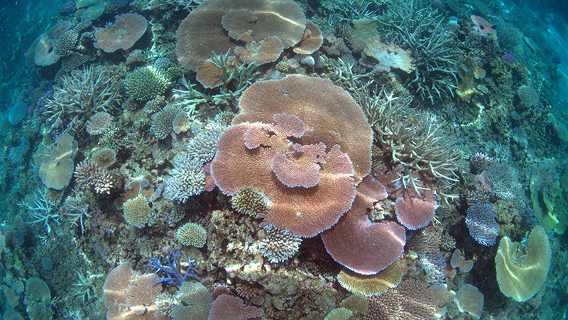 Lodestone Reef CoralScape