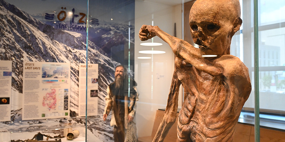 Ötzi the Iceman portion of the  DNALC NYC at City Tech, Brooklyn exhibition, including exhibition labels, life-sized imagined Ötzi mannequin, and replica mummy 