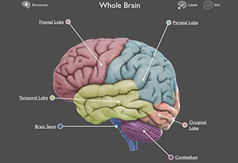 Screen image from DNALC 3D Brain interactive including labeled and colored areas of the brain.