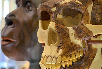 close up of homo erectus skull with home erectus recreation bust in background