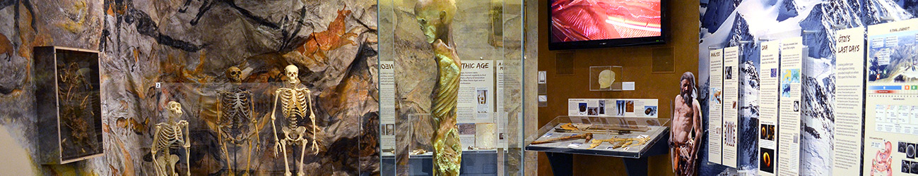 wide view of DNALC museum exhibit including ancient human skeletons, Ötzi the Iceman mummy replica, video screen, display case of equipment replicas, life-sized photo of mannequin, and exhibition labels.