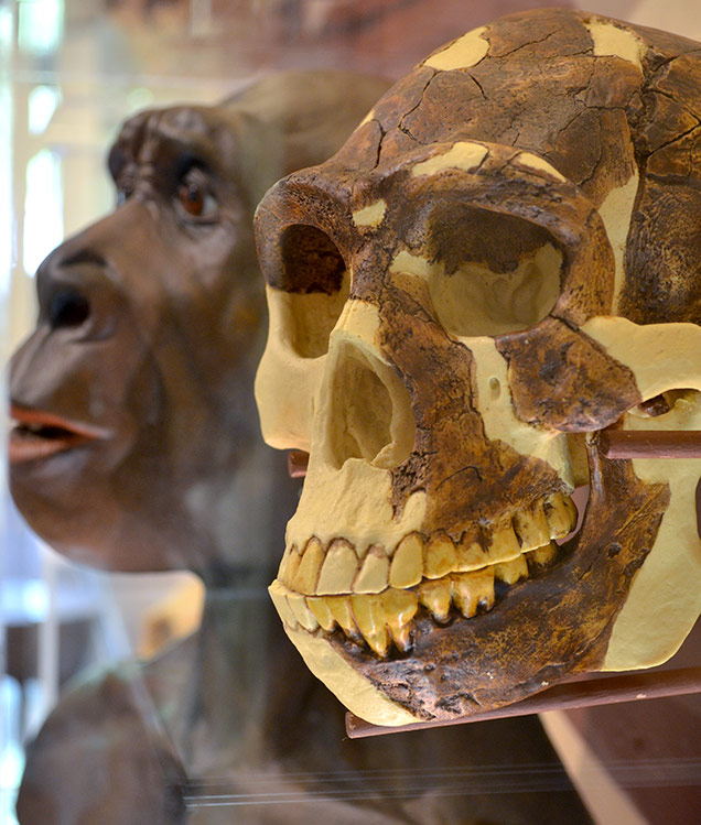 close up view of homo erectus skull with homo erectuc bust recreation in the background