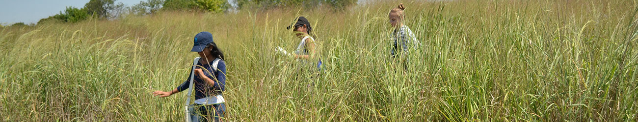 Three young people walking through tall green grass during DNA barcode sample collection