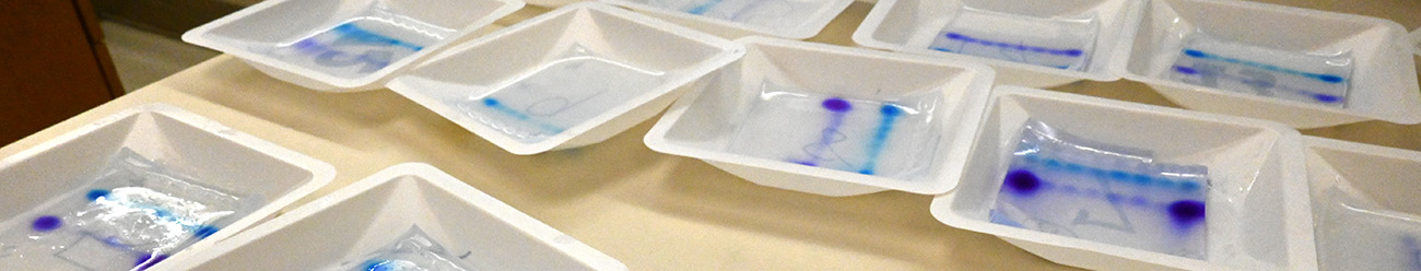 Tan colored lab bench surface with multiple white trays containing electrophoresis gels with blue and purple areas of color.