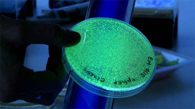 Fingers holding a petri dish containing fluorescent colonies in front of a blacklight that emits blue-purple light.