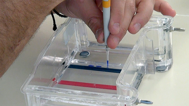 Close up photo of a clear acrylic box containing liquid with the tip of a micropipette guided by a hand.