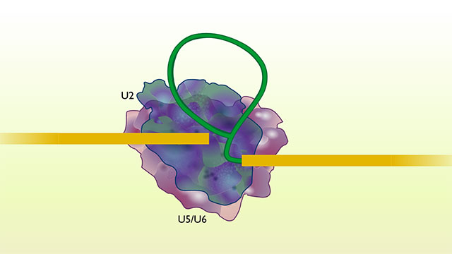 RNA Splicing