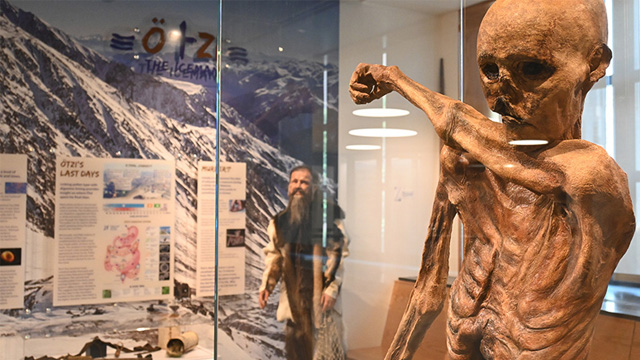 Ötzi the Iceman portion of the  DNALC NYC at City Tech, Brooklyn exhibition, including exhibition labels, life-sized imagined Ötzi mannequin, and replica mummy