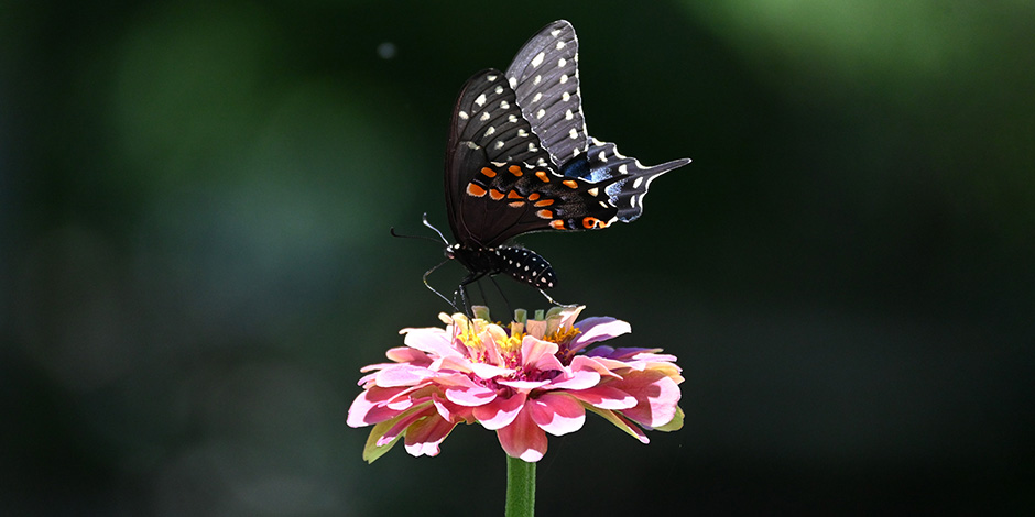 Image of a black swallowtail butterfly on zinnia flower