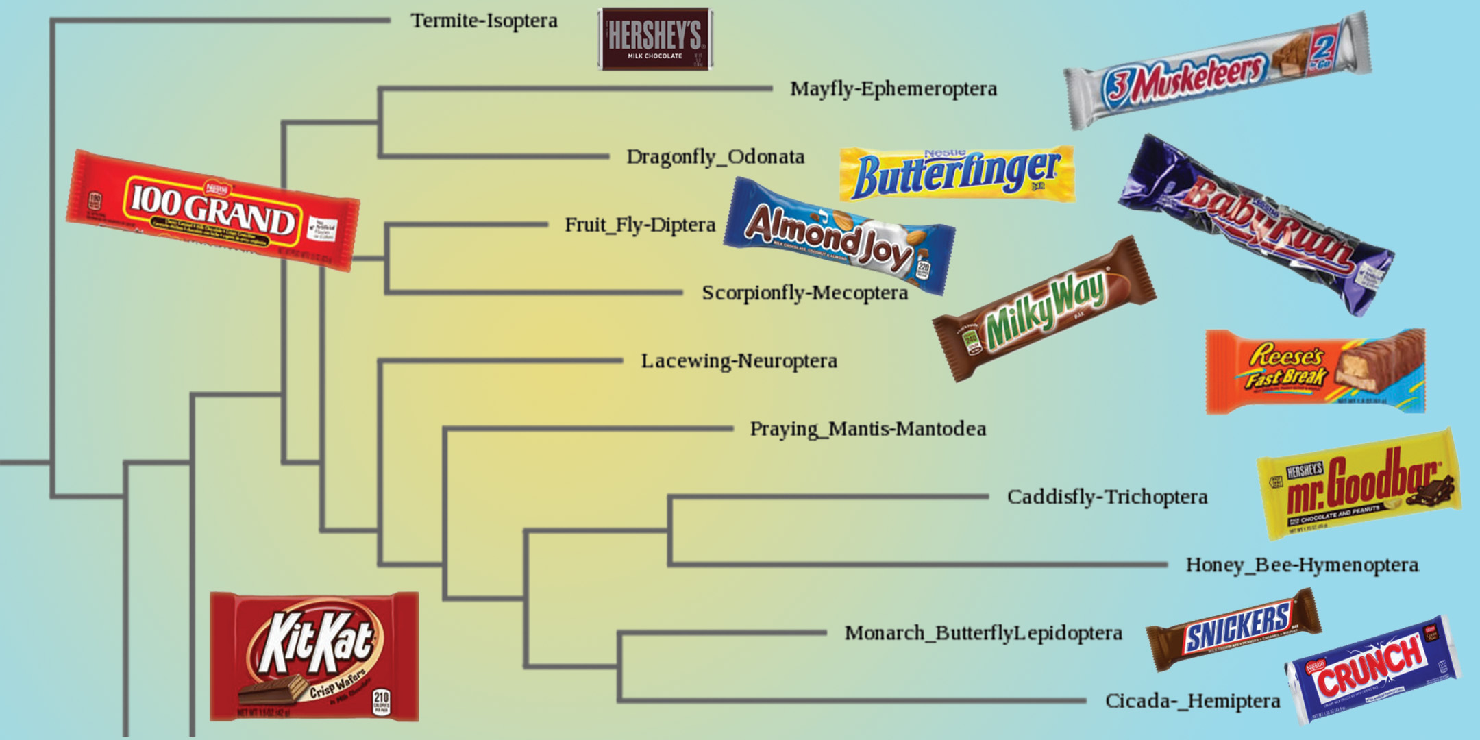 phylogenetic tree using candy bars