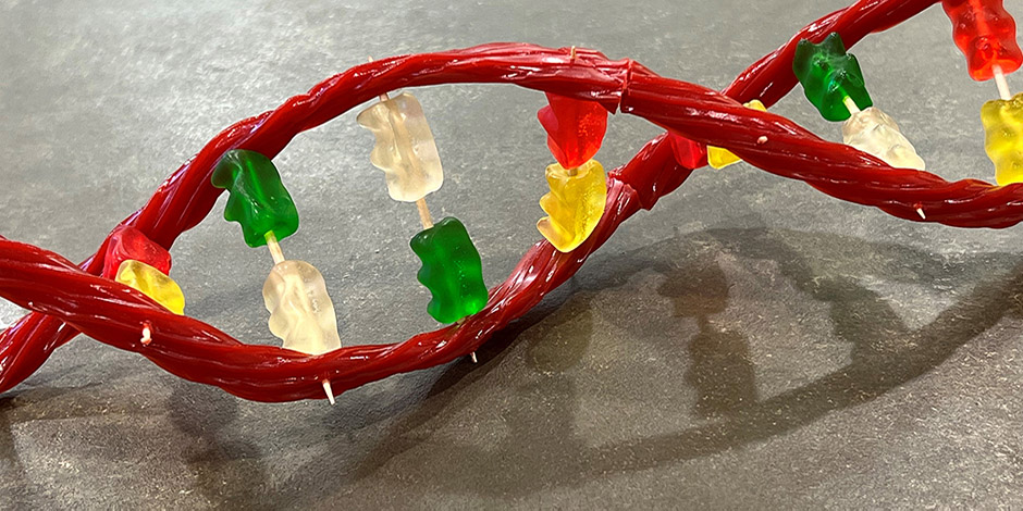 DNA double-helix model made from Twizzlers and Haribo Goldbear candy