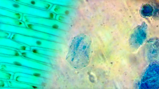 A microscopic view shows a split image: on the left, rectangular green plant cells are arranged in neat rows; on the right, irregularly shaped animal cells with blue nuclei are visible against a lighter background.