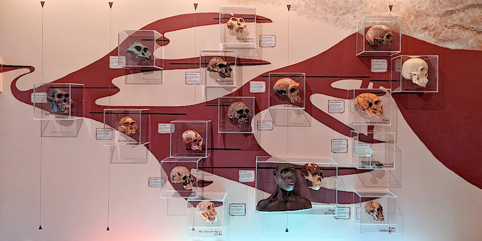 ancient human timeline with species skulls from Our Human Inheritance Exhibition at DNA Learning Center