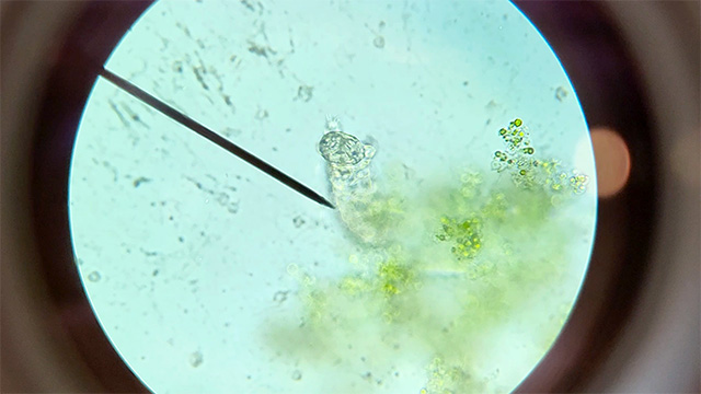 Tardigrade (waterbear) under the microscope