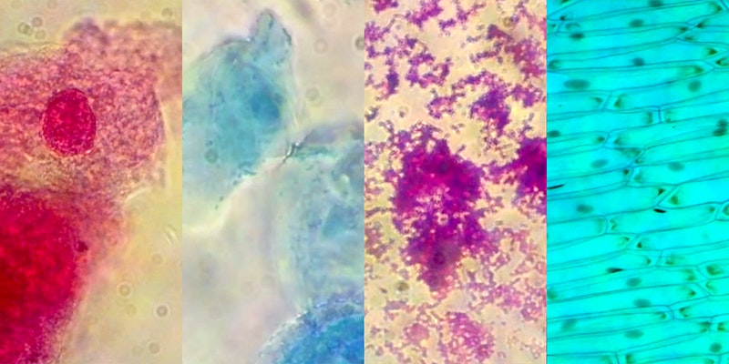 Microscope images of different cells