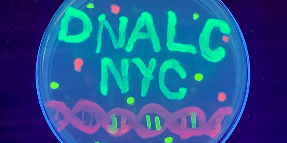 Petri dish with glow in the dark bacteria for agar art with DNALC NYC and sketch of a DNA double heli